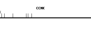 Human CCNK qPCR primer set (NM_001099402)