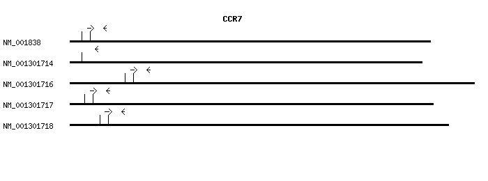 Human CCR7 qPCR primer set (NM_001838)
