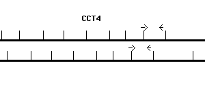 Human CCT4 qPCR primer set (NM_006430)