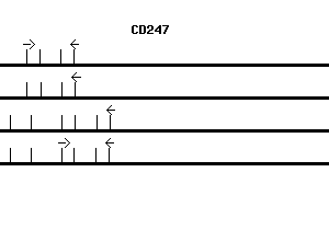 Human CD247 qPCR primer set (NM_000734)