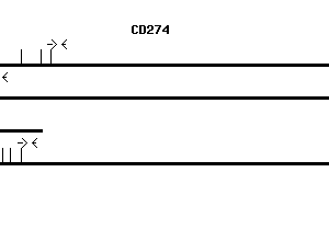 Human CD274 qPCR primer set (NM_014143)