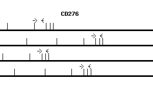 Human CD276 qPCR primer set (NM_025240)