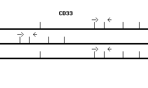 Human CD33 qPCR primer set (NM_001772)