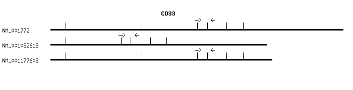 Human CD33 qPCR primer set (NM_001772)