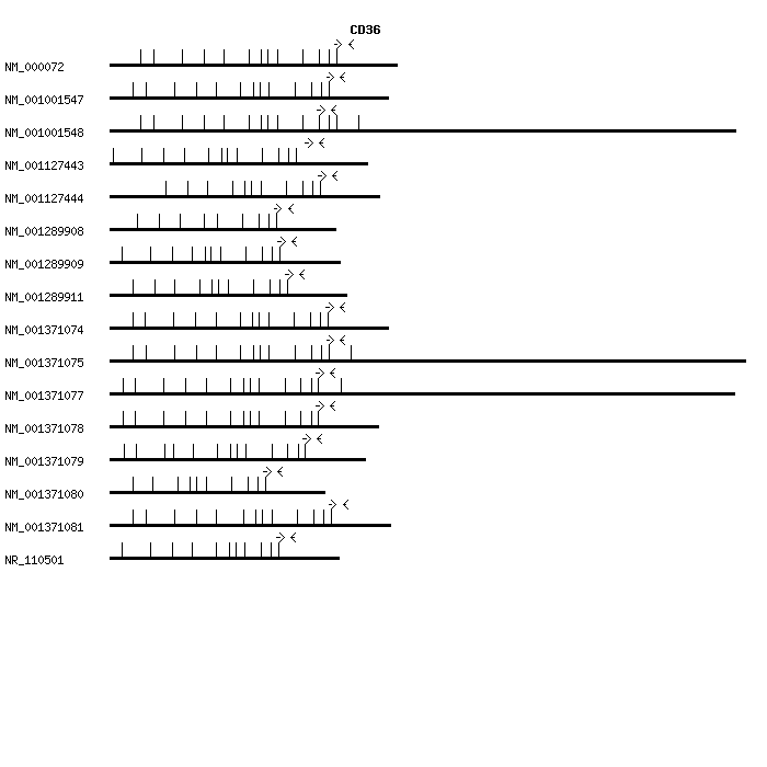 Human CD36 qPCR primer set (NM_000072)