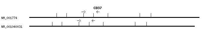 Human CD37 qPCR primer set (NM_001774)