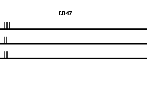 Human CD47 qPCR primer set (NM_001777)