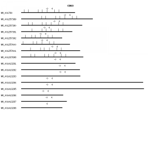 Human CD63 qPCR primer set (NM_001780)