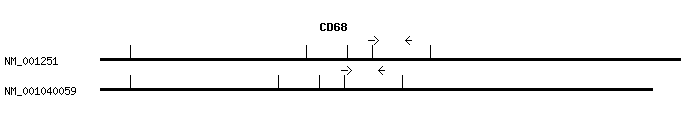 Human CD68 qPCR primer set (NM_001251)