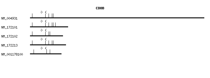 Human CD8B qPCR primer set (NM_004931)