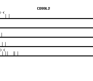 Human CD99L2 qPCR primer set (NM_031462)