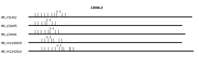 Human CD99L2 qPCR primer set (NM_031462)