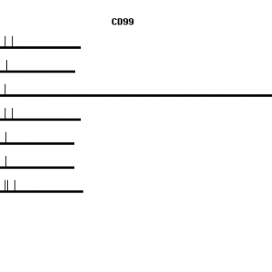 Human CD99 qPCR primer set (NM_002414)
