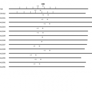 Human CD9 qPCR primer set (NM_001769)