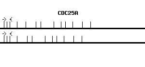 Human CDC25A qPCR primer set (NM_001789)