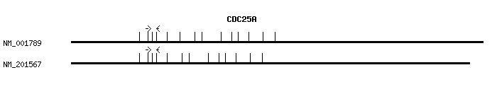 Human CDC25A qPCR primer set (NM_001789)