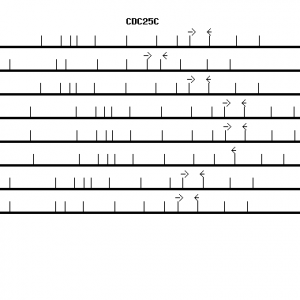 Human CDC25C qPCR primer set (NM_001790)
