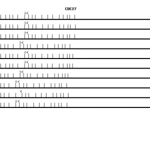 Human CDC27 qPCR primer set (NM_001256)