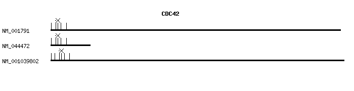 Human CDC42 qPCR primer set (NM_001791)