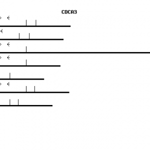Human CDCA3 qPCR primer set (NM_031299)