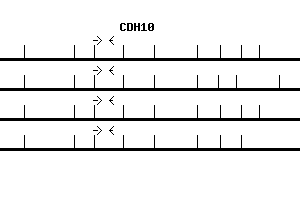 Human CDH10 qPCR primer set (NM_006727)
