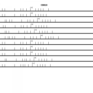 Human CDH18 qPCR primer set (NM_004934)