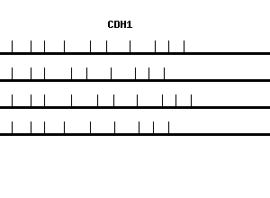 Human CDH1 qPCR primer set (NM_004360)