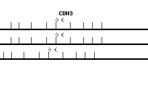 Human CDH3 qPCR primer set (NM_001793)