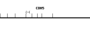 Human CDH5 qPCR primer set (NM_001795)