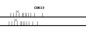 Human CDK13 qPCR primer set (NM_003718)
