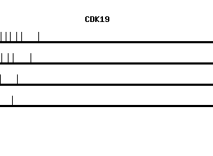 Human CDK19 qPCR primer set (NM_015076)