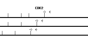Human CDK2 qPCR primer set (NM_001798)