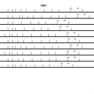 Human CDK7 qPCR primer set (NM_001799)