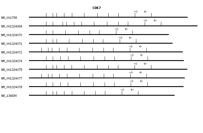 Human CDK7 qPCR primer set (NM_001799)