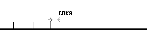 Human CDK9 qPCR primer set (NM_001261)
