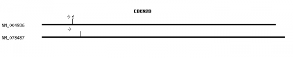 Human CDKN2B qPCR primer set (NM_004936)