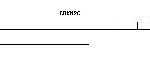 Human CDKN2C qPCR primer set (NM_001262)