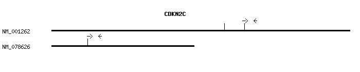 Human CDKN2C qPCR primer set (NM_001262)