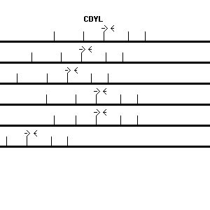 Human CDYL qPCR primer set (NM_004824)