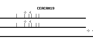 Human CEACAM19 qPCR primer set (NM_020219)
