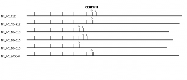 Human CEACAM1 qPCR primer set (NM_001712)