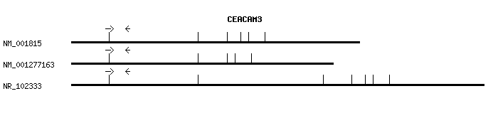 Human CEACAM3 qPCR primer set (NM_001815)