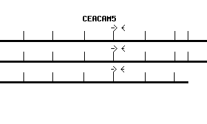 Human CEACAM5 qPCR primer set (NM_004363)