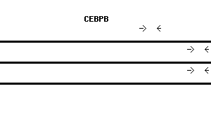 Human CEBPB qPCR primer set (NM_005194)