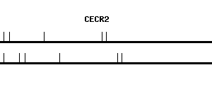 Human CECR2 qPCR primer set (NM_001290046)