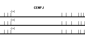Human CENPJ qPCR primer set (NM_018451)