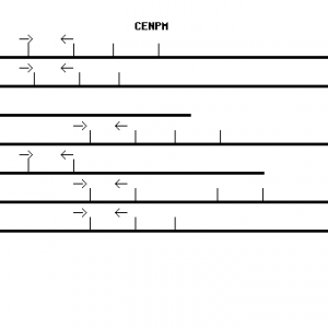 Human CENPM qPCR primer set (NM_024053)