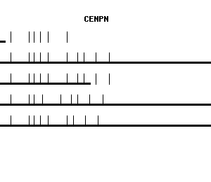 Human CENPN qPCR primer set (NM_018455)