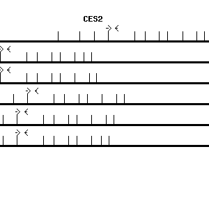 Human CES2 qPCR primer set (NM_003869)