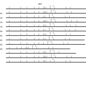 Human CFI qPCR primer set (NM_000204)